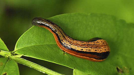 نکات مهم و اساسی در پرورش زالو طبی